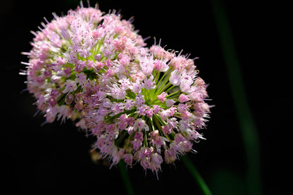 10 MOUSE GARLIC Allium Angulosum Wild Garlic Pink Flower Herb Seeds
