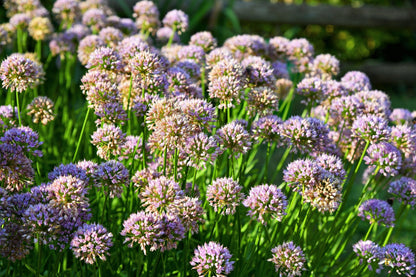 10 MOUSE GARLIC Allium Angulosum Wild Garlic Pink Flower Herb Seeds