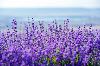 20 DWARF MUNSTEAD LAVENDER Blue English Lavandula Angustifolia Munstead Purple Fragrant Flower Herb Seeds