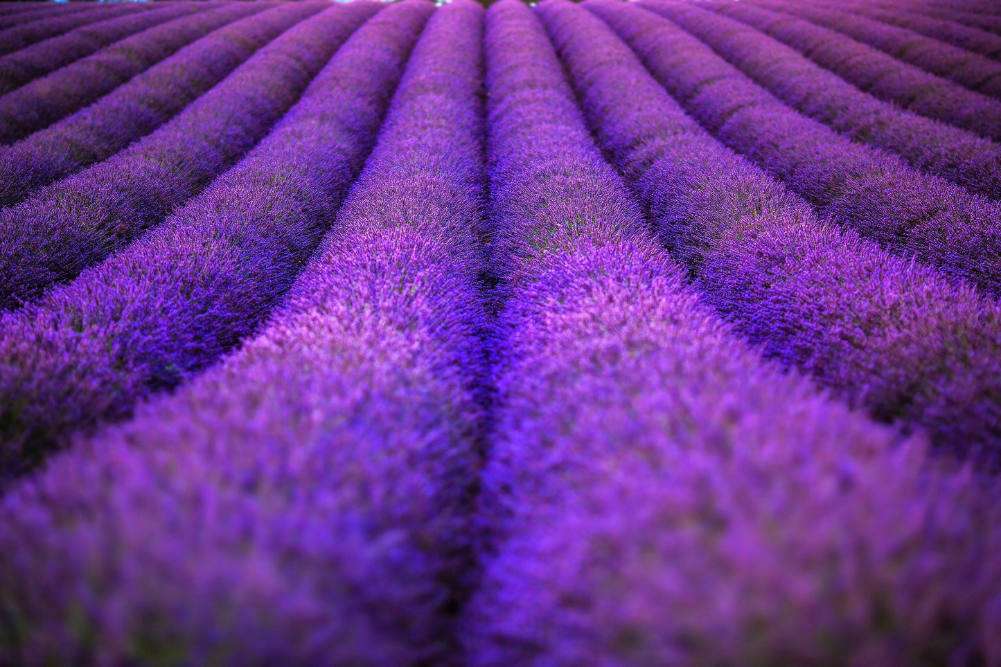 20 DWARF MUNSTEAD LAVENDER Blue English Lavandula Angustifolia Munstead Purple Fragrant Flower Herb Seeds