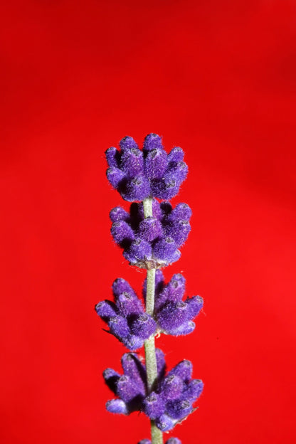 150 Portuguese SPIKE LAVENDER Lavandula Latifolia syn. Spica Broadleaved Fragrant Blue Purple Flower Herb Seeds