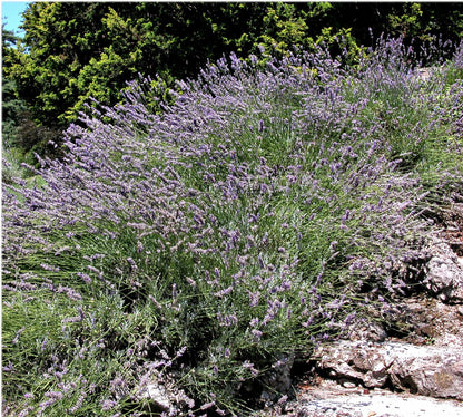 150 Portuguese SPIKE LAVENDER Lavandula Latifolia syn. Spica Broadleaved Fragrant Blue Purple Flower Herb Seeds