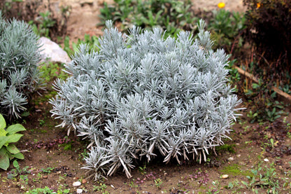 150 Portuguese SPIKE LAVENDER Lavandula Latifolia syn. Spica Broadleaved Fragrant Blue Purple Flower Herb Seeds