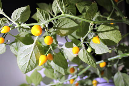 25 YELLOW BIQUINHO PEPPER Brazilian Chupetinho Capsicum Chinense Small Citrusy Sweet Semi Hot Chile Sweety Drop Vegetable Seeds