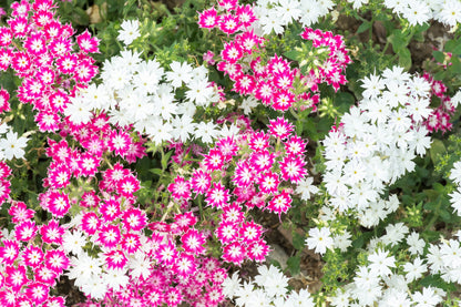100 TWINKLE DWARF PHLOX Drummondii Cuspidata var. Stellaris Star Mix Two Tone Mixed Colors Pink Purple Red White Flower Seeds