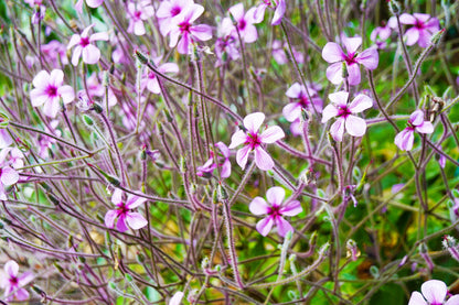 10 WHITE MADEIRA GERANIUM Maderense Cranesbill Giant Herb Robert Pink Eye Flower Seeds