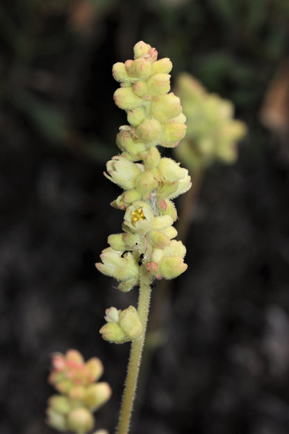 100 ALPINE CORAL BELLS Poker Heuchera Cylindrica Roundleaf Alumroot Sun or Shade Native Flower Seeds