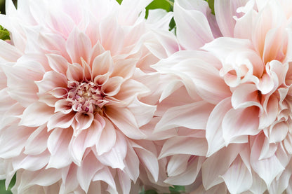 50 WATERCOLOR MIX DAHLIA Variabilis Double Bloom Mixed Colors Yellow Peach Pink Lavender Cream Orange Flower Seeds