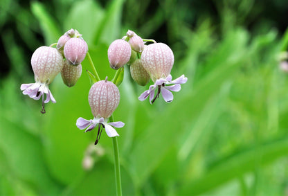 100 MAIDENSTEARS Silene Vulgaris aka Bladder Campion Maidens Tears Pink & White Flower Seeds