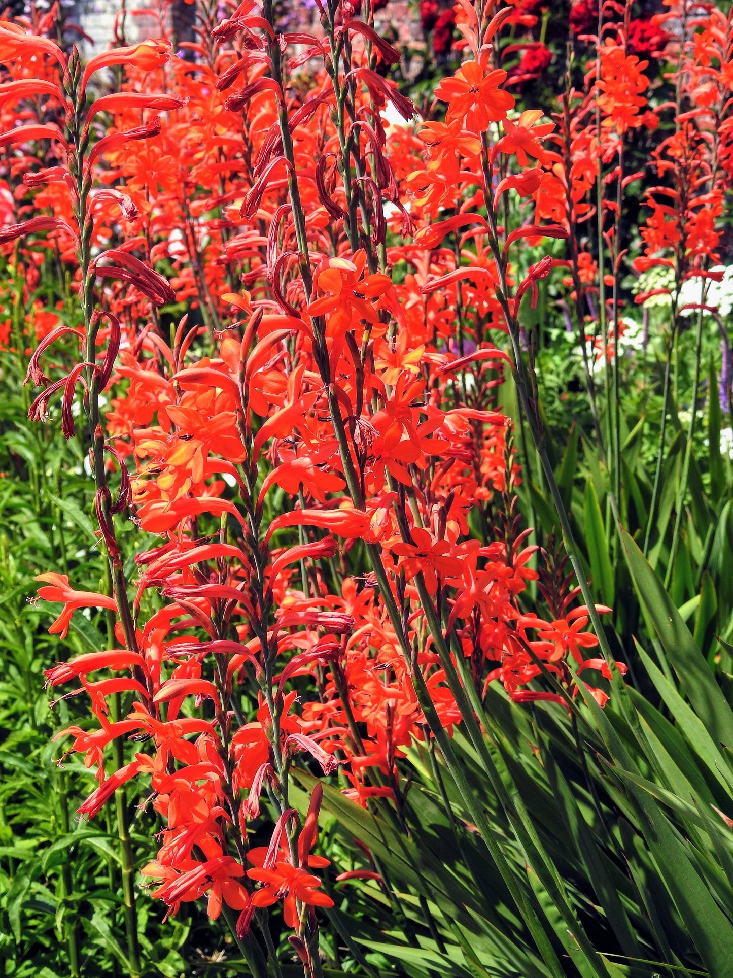 5 AFRICAN FLAG Chasmanthe Floribunda Cornflag Red Orange Hummingbird Flower Seeds
