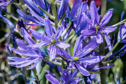 20 Blue LARGE CAMAS Camassia Leichtlinii Quamasia Great Camass Native Flower Seeds