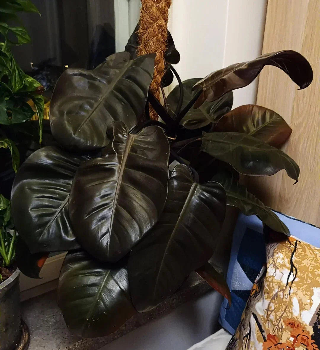 Philodendron Black Cardinal Live Plant 3-5 Inches Tall Rare Dark Foliage Houseplant Philodendron erubescens