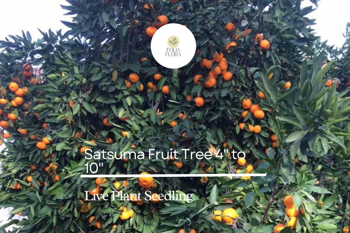 Satsuma Orange Tree Seedling | Live Citrus Unshiu | Sweet Juicy Fruit | 4-10 Inch Bare-Root Tree for Garden or Container
