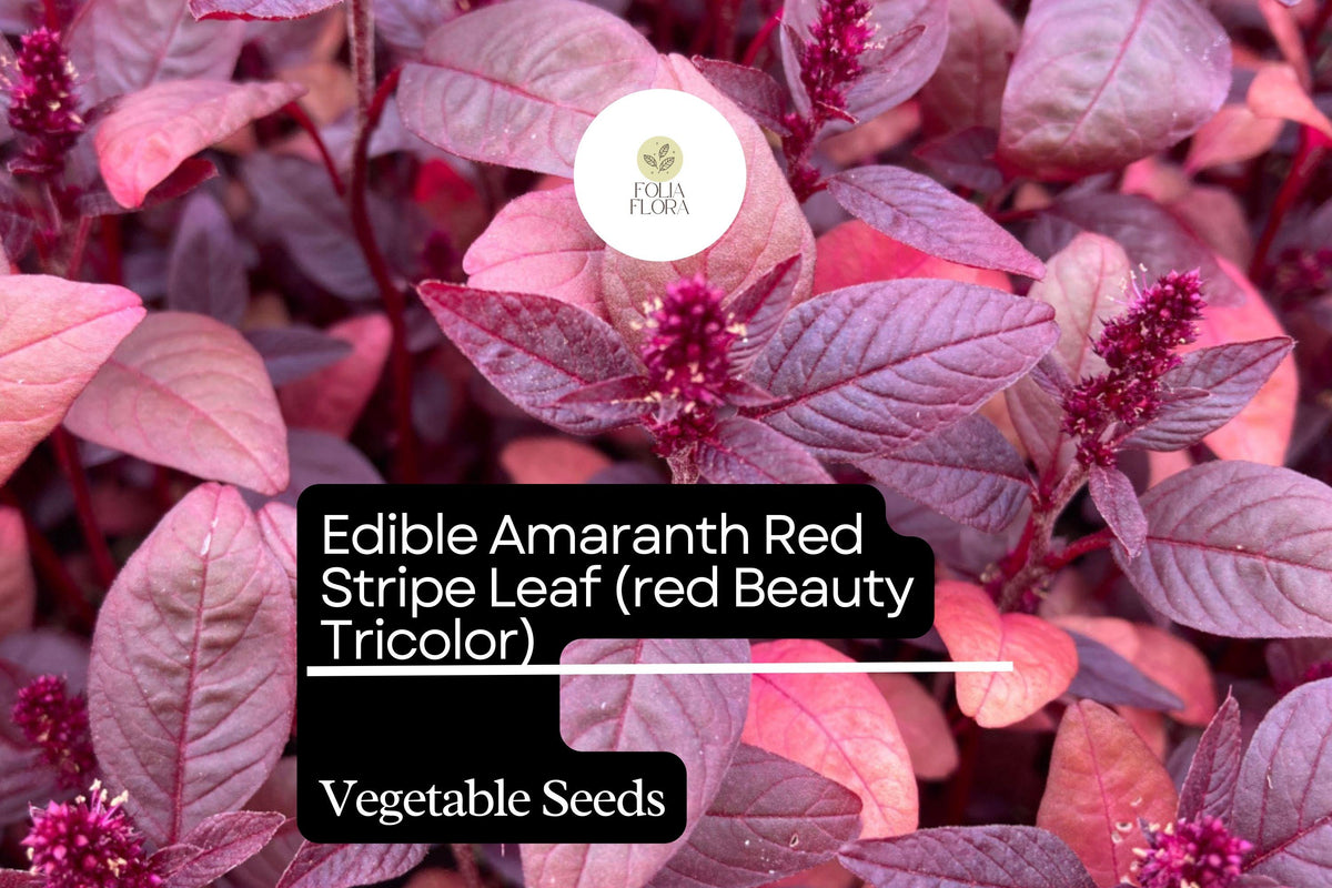 Red Beauty Amaranth Seeds | Edible Microgreens & Vegetable | Amaranthus tricolor Heirloom