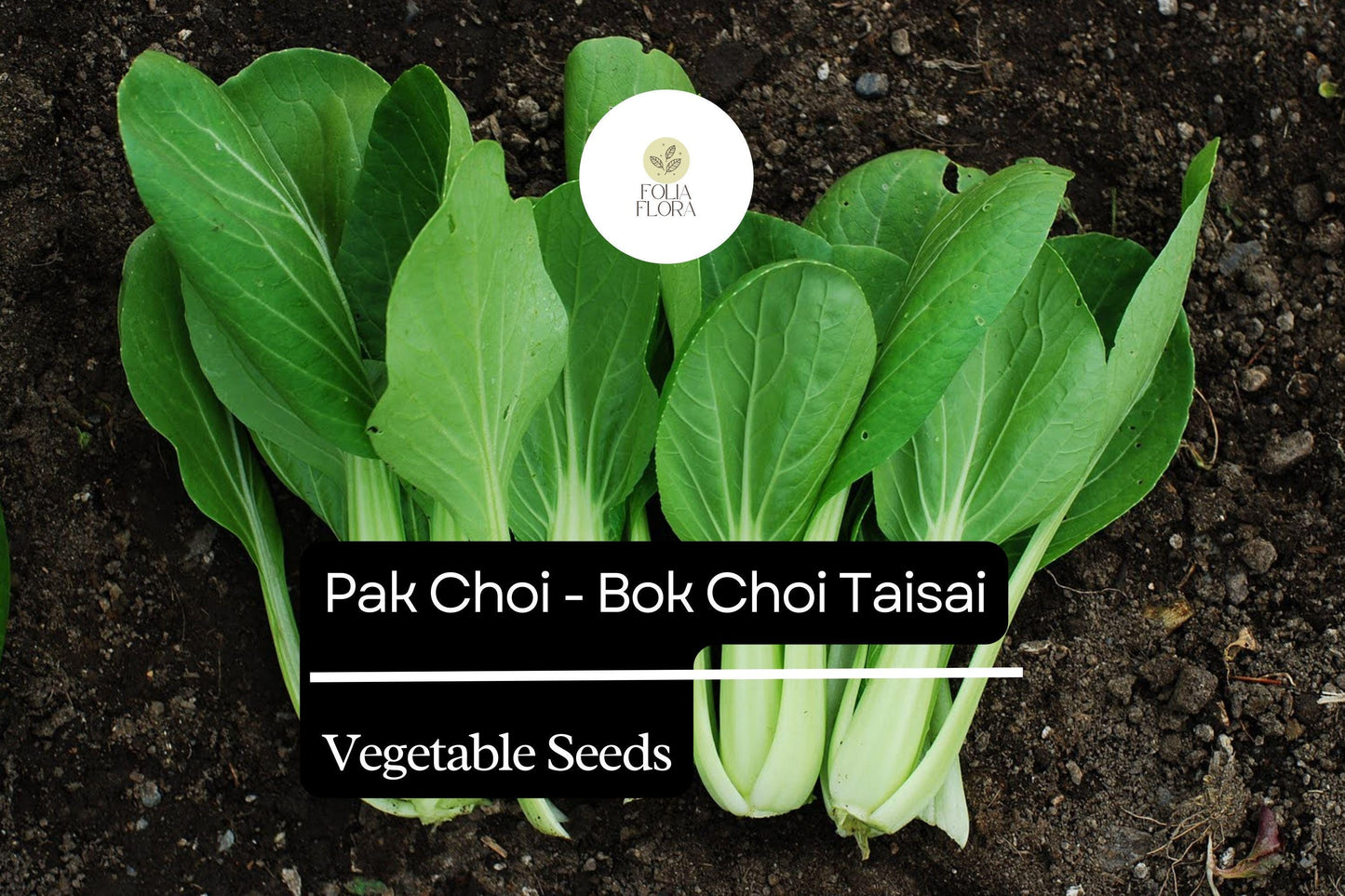 Pak Choi Seeds | Heirloom Taisai Bok Choi, Asian Greens, Brassica rapa var. chinensis, Fast-Growing, Nutritious, 500mg