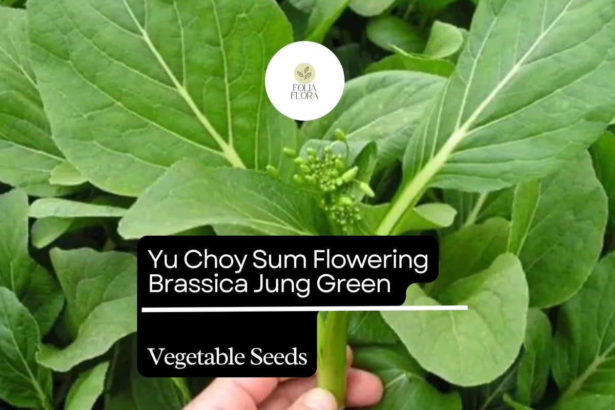 Yu Choy Sum Seeds | Heirloom Brassica rapa var. parachinensis with Edible Yellow Flowers, Fast-Growing Green Vegetable for Stir-Fries & Soups