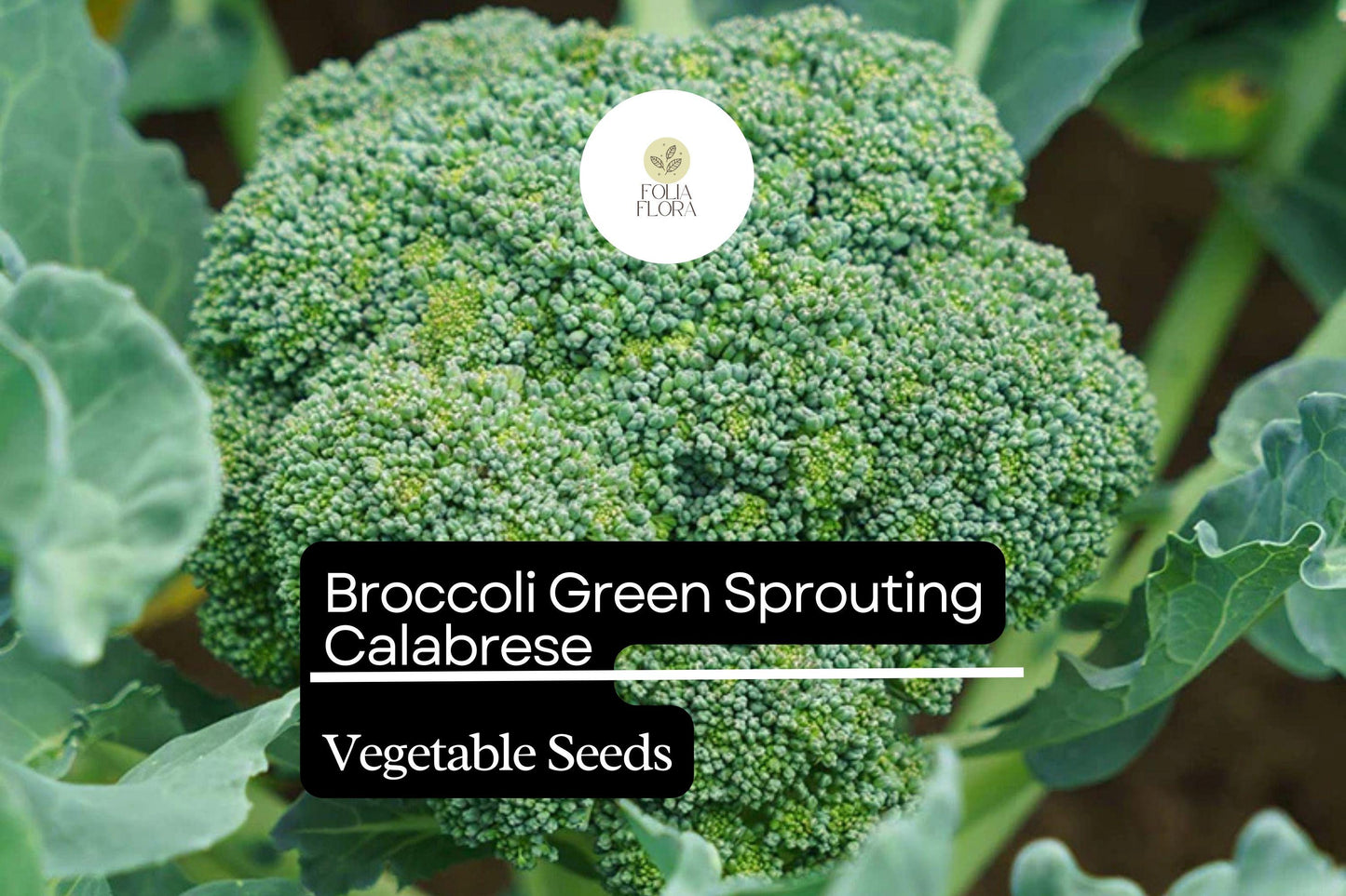 Broccoli Green Sprouting Calabrese Seeds | Heirloom Italian Variety | High-Yield, Tender Florets | Brassica oleracea