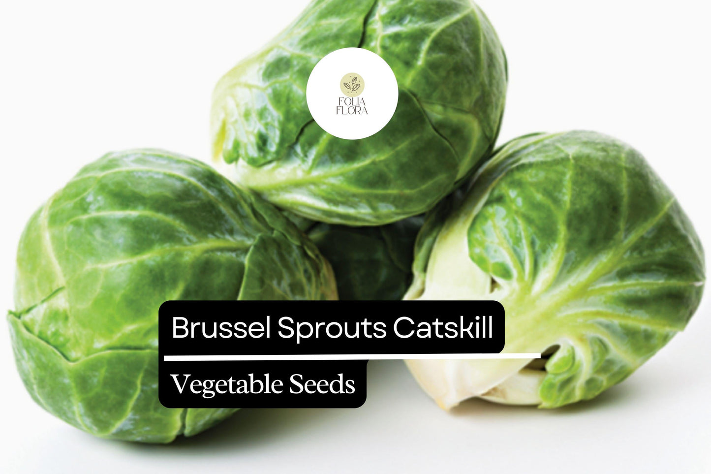 Catskill Brussel Sprout Seeds | Heirloom, Cold-Hardy, Bright Green, 1g Brassica oleracea var. gemmifera