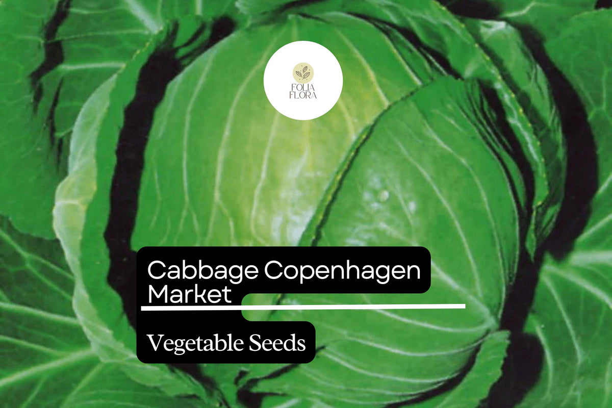 Copenhagen Market Cabbage Seeds 1g Heirloom Variety for Salads, Slaw, and Cooking Brassica oleracea