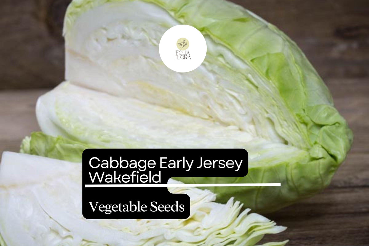 Early Jersey Wakefield Cabbage Seeds – Heirloom, Sweet & Crisp, 1g Packet, Brassica oleracea var. capitata