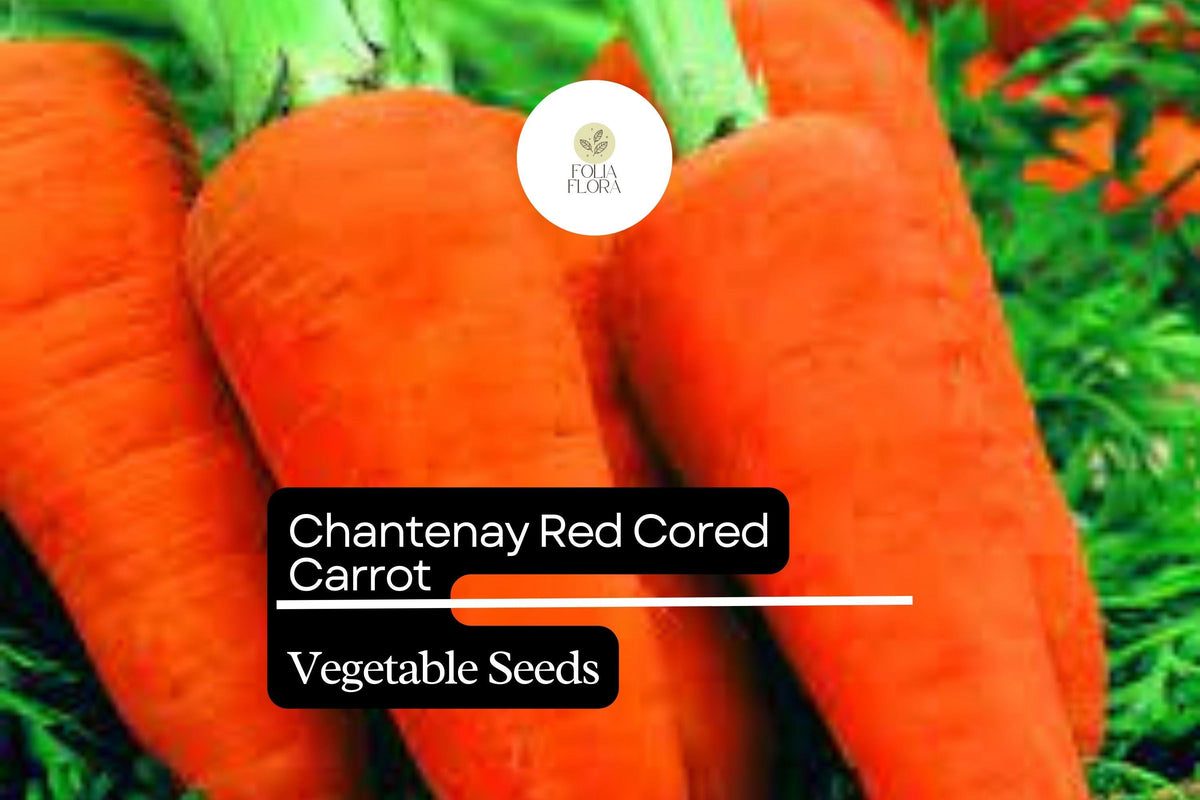 Chantenay Red Cored Carrot Seeds | Heirloom, Sweet & Easy Grow | Daucus carota | 1g Packet