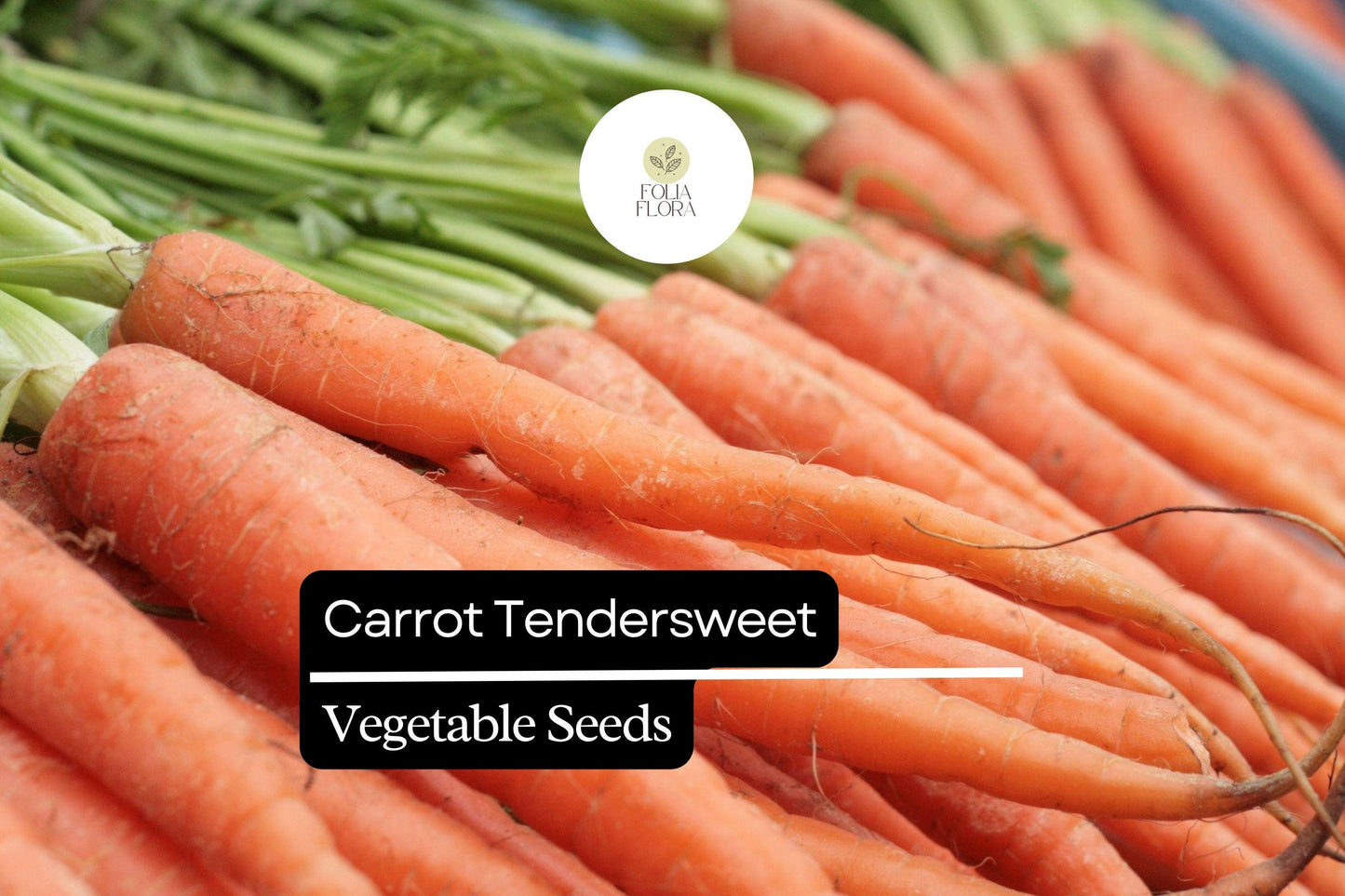 500mg Carrot Tendersweet Seeds Daucus carota Non-GMO Heirloom, Sweet Crisp Coreless Orange Root Vegetable