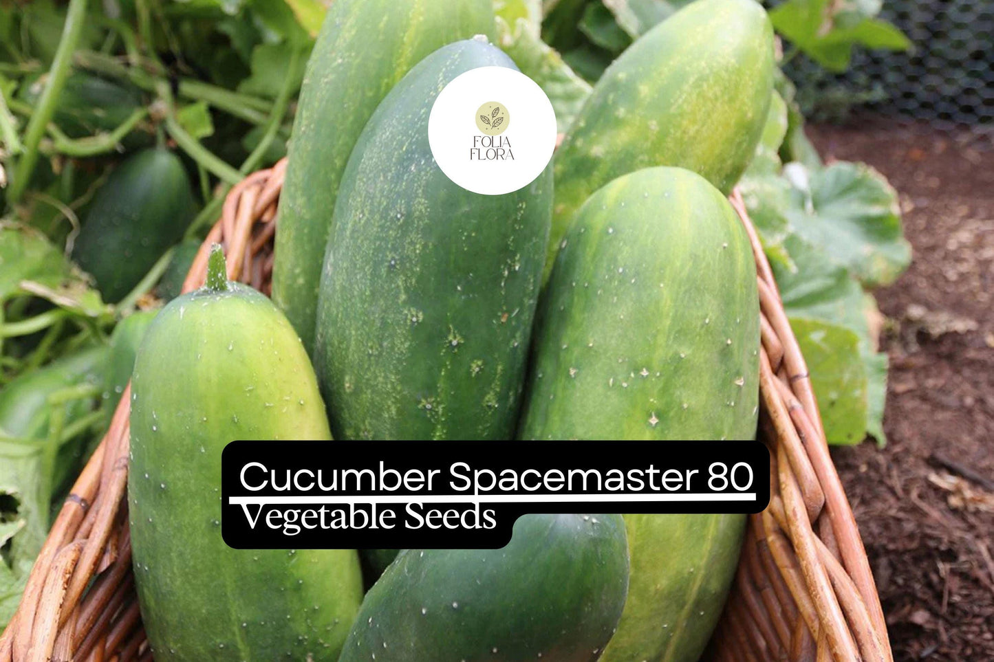 Spacemaster Cucumber Seeds | Compact High-Yield Cucumis sativus for Salads & Pickling