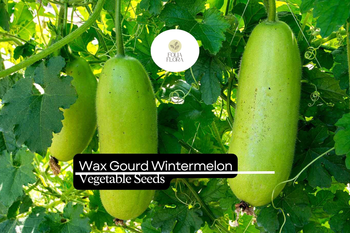 Wintermelon Wax Gourd Seeds | Heirloom Benincasa hispida for Soup & Curry | Large Oval Fruits, Green, Waxy Coating