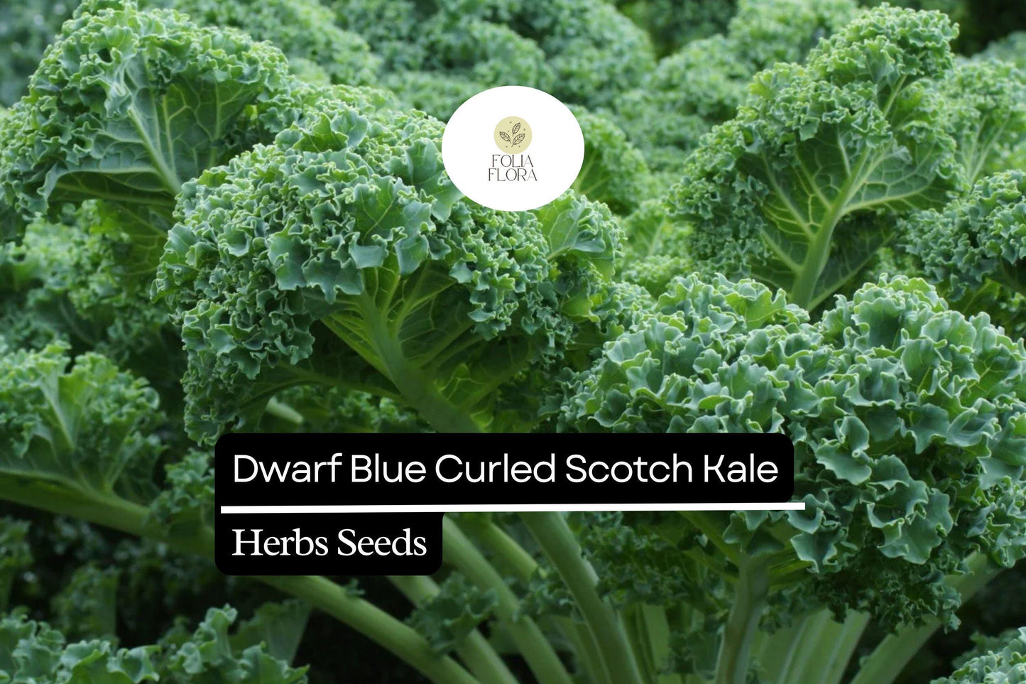 Dwarf Blue Curled Scotch Kale Seeds | 1g Heirloom Non-GMO Brassica oleracea | Nutritious, Easy-Grow, Compact, Frost-Tolerant