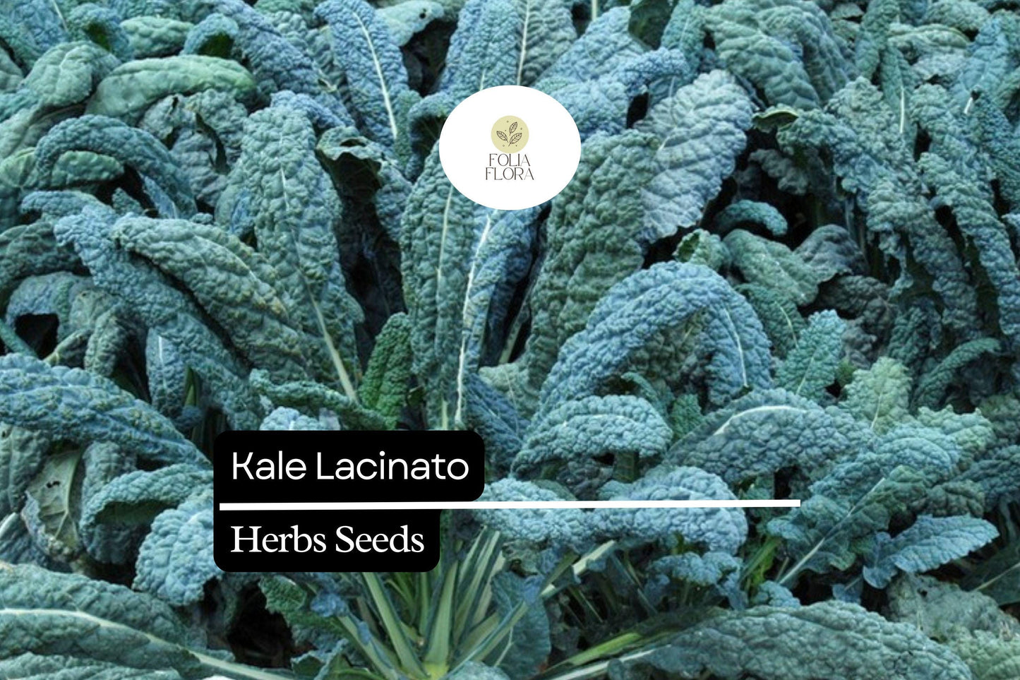 Dinosaur Kale Seeds | Lacinato Non-GMO Heirloom Brassica oleracea for Salads & Cooking