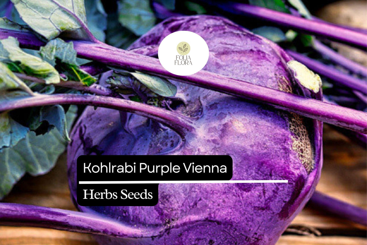 Kohlrabi Purple Vienna Seeds | 500mg Non-GMO Heirloom Brassica oleracea for Home Garden, Container, or Raised Bed Cultivation