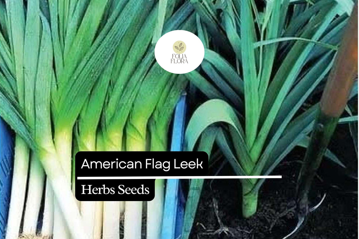 American Flag Leek Seeds – Heirloom Non-GMO, Allium ampeloprasum, 300mg Packet for Home Gardens & Containers