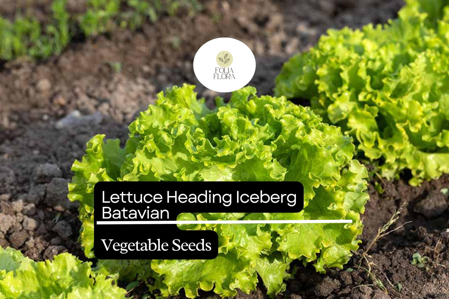 Iceberg Batavian Lettuce Seeds | Heirloom Non-GMO | Crisp Tightly Packed Heads | Lactuca sativa