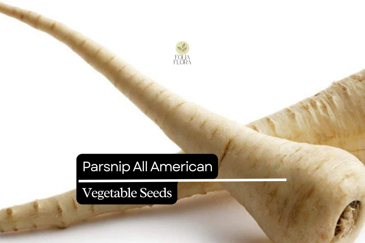 Parsnip Seeds All American Heirloom Non-GMO 1g | Pastinaca sativa Root Vegetable for Roasting & Soups