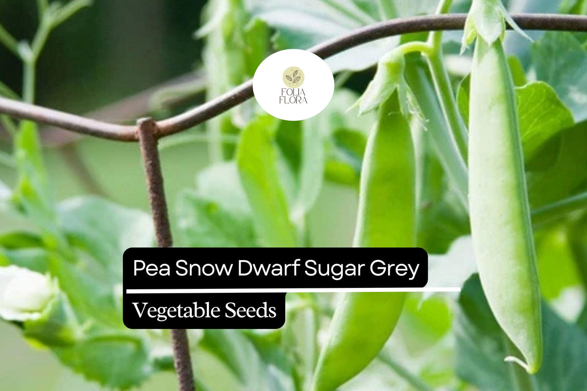 Dwarf Sugar Grey Pea Seeds | Heirloom Non-GMO | Compact Snow Pea for Container Gardens | Pisum sativum