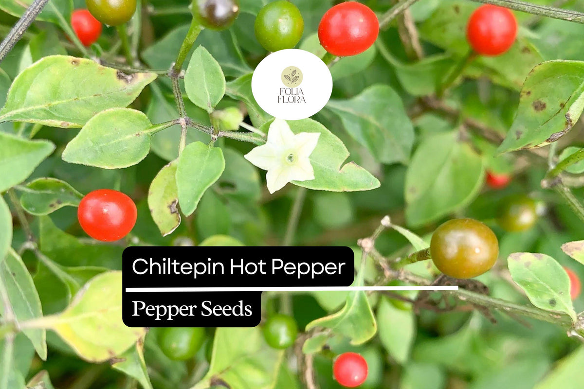 Chiltepin Pepper Seeds | Wild Hot Chili, Non-GMO | Capsicum annuum var. glabriusculum, 250mg Packet