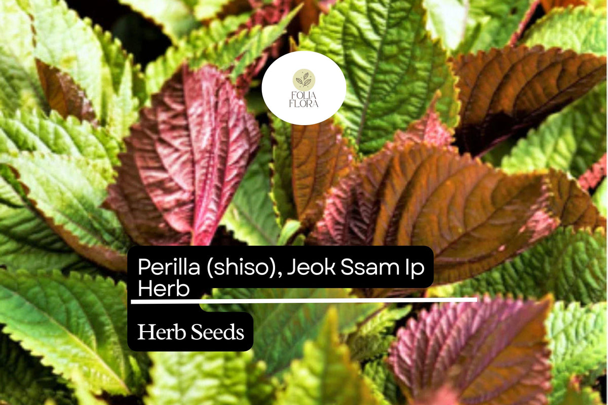 Perilla frutescens Seeds | Red-Leaf Asian Herb for Korean Wraps, Garnishes & Pickling | Non-GMO, 500mg