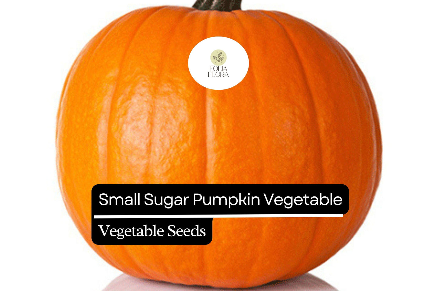 Small Sugar Pumpkin Seeds | Heirloom Non-GMO Cucurbita pepo for Pies & Baking (1g)