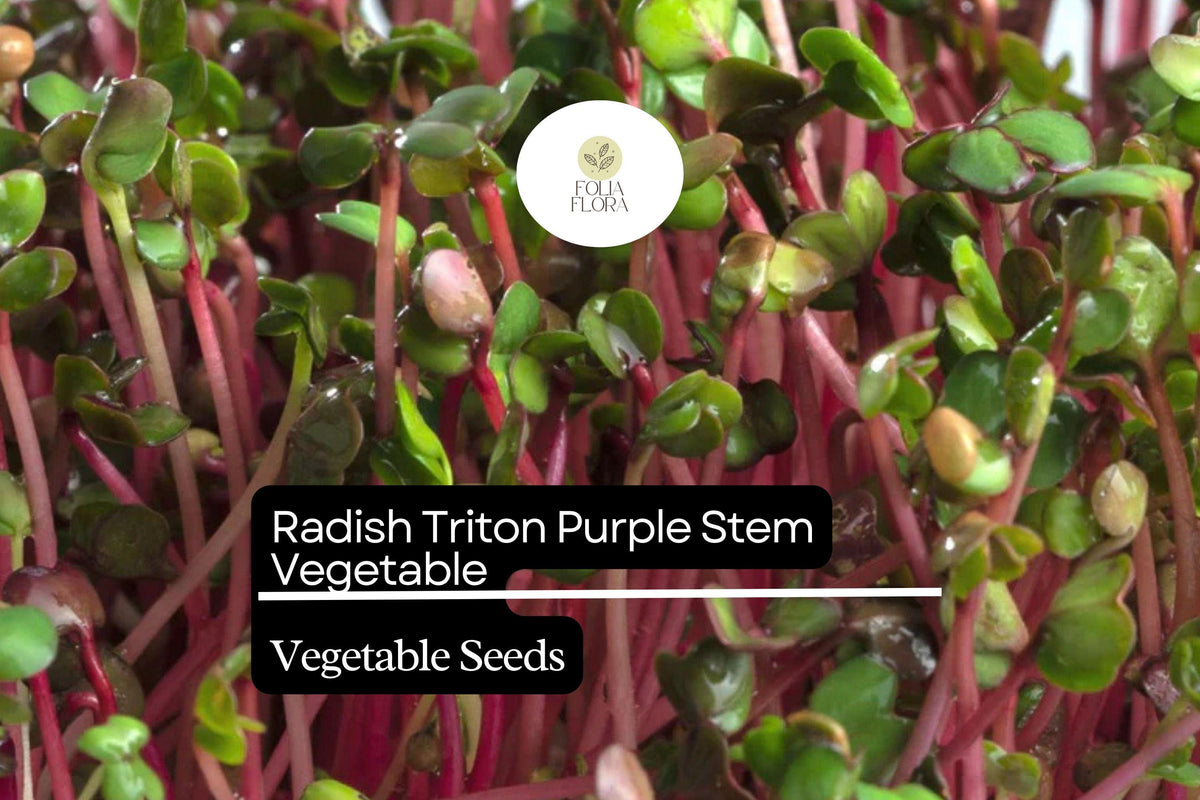 Radish Seeds | Triton Purple Stem Edible Pods | Non-GMO Raphanus sativus for Salad & Pickling