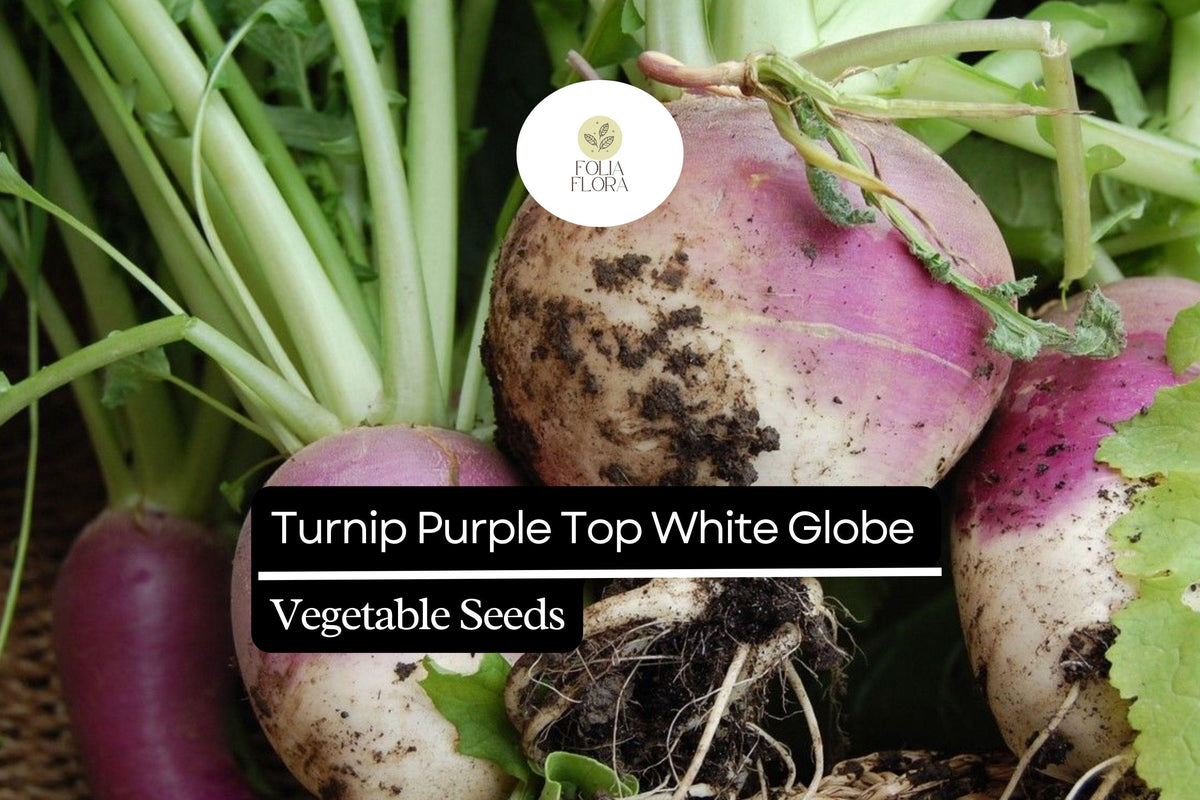 Turnip Purple Top White Globe Seeds | Heirloom Non-GMO Brassica rapa for Roots & Greens, 1g