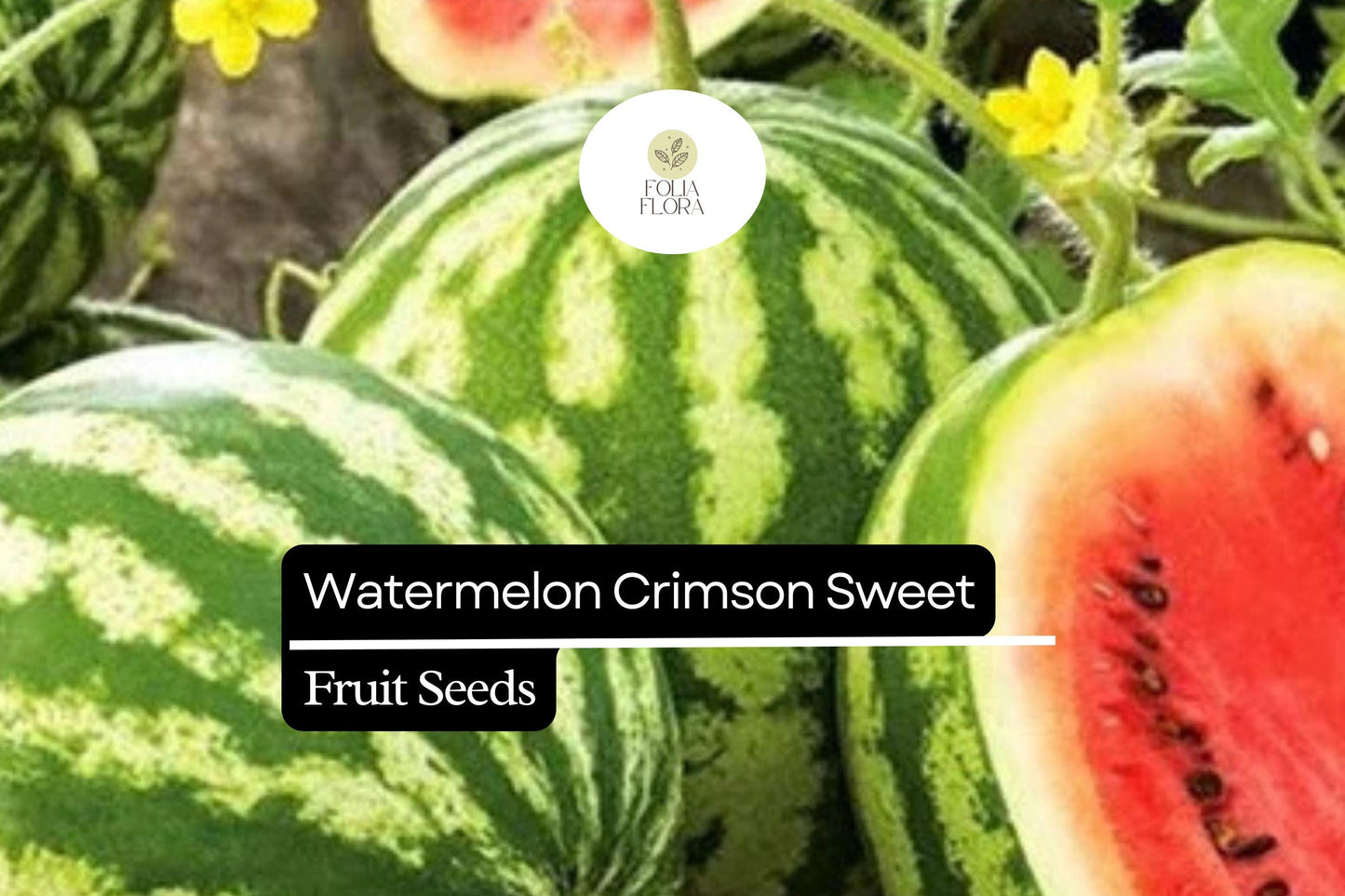 Crimson Sweet Watermelon Seeds 2g | Heirloom Non-GMO Citrullus lanatus for Home Garden, Juicy, Large Fruits, Summer Harvest