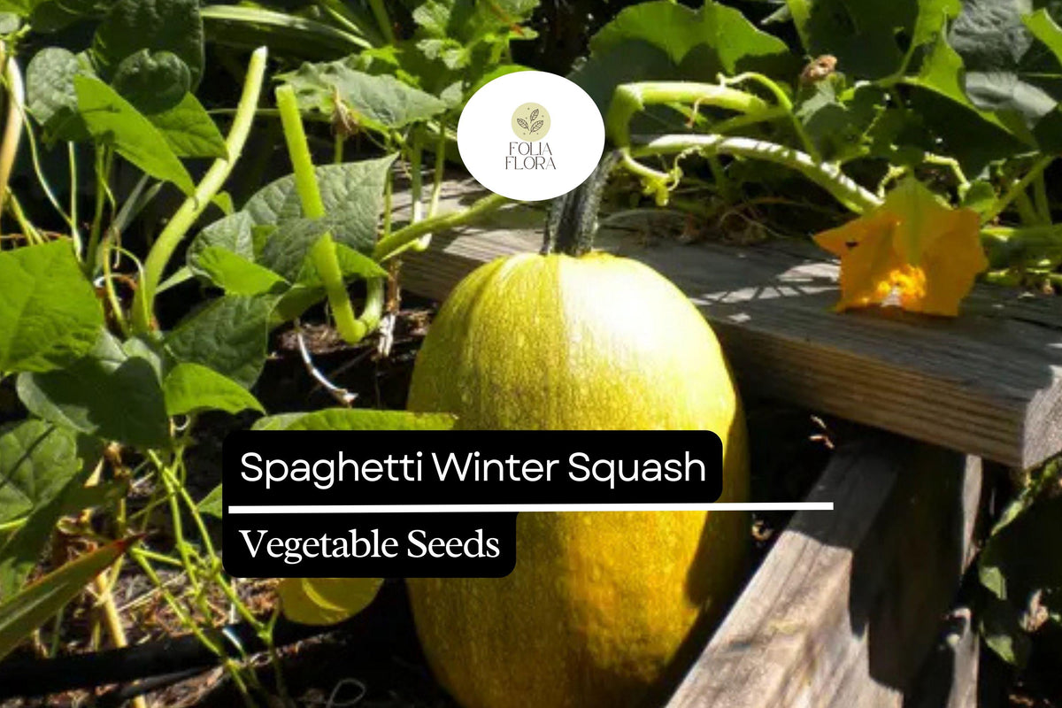 Spaghetti Winter Squash Seeds | Non-GMO Heirloom Cucurbita pepo | Pasta Substitute, Low-Carb, Gluten-Free