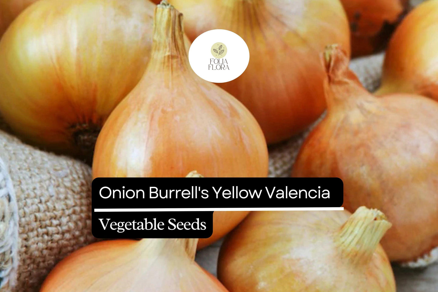 Burrell's Yellow Valencia Onion Seeds | Non-GMO Sweet Globe Bulb | Allium cepa | 250mg Seed Packet