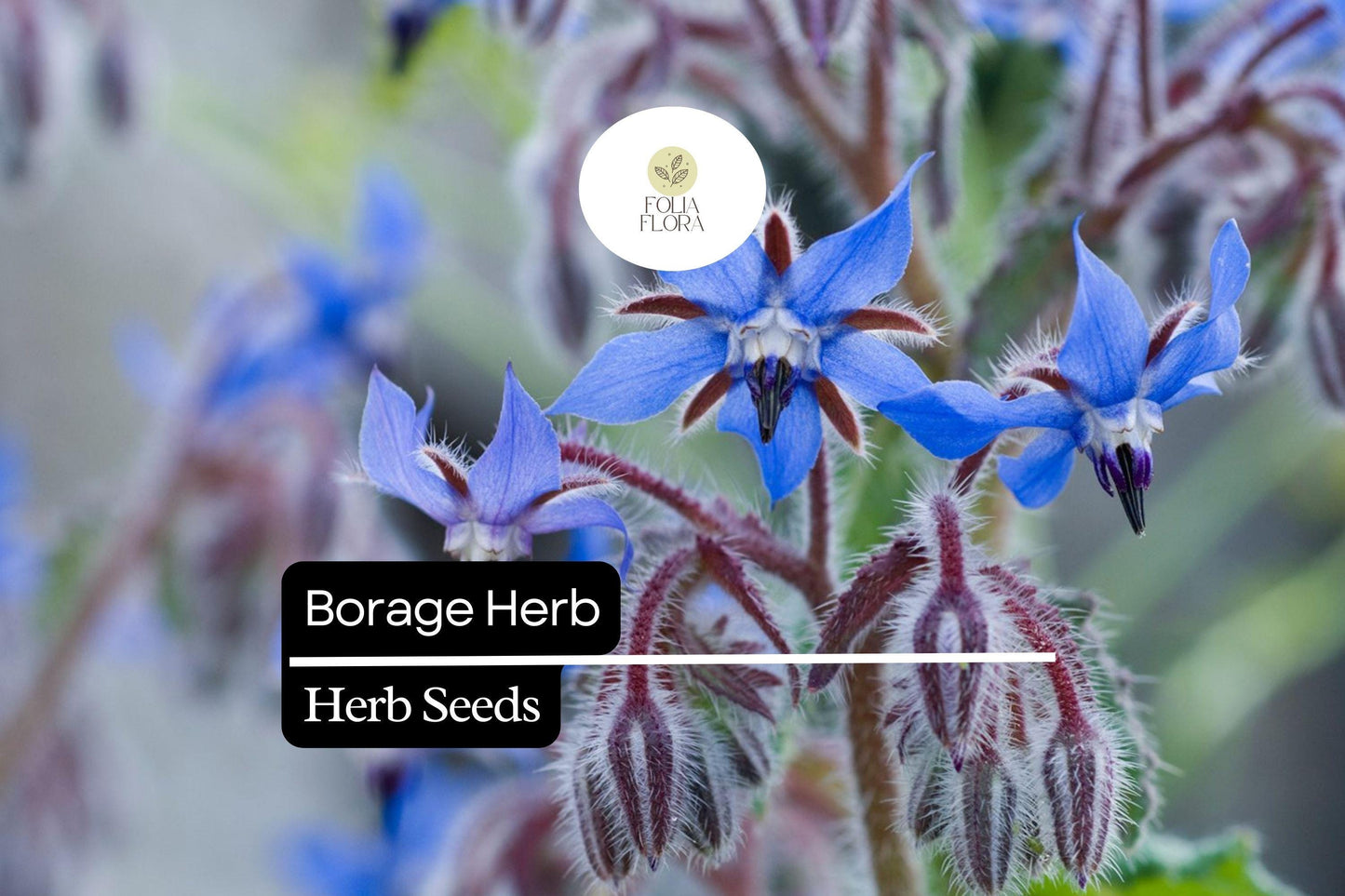 Borage Herb Seeds 1g | Edible Blue Flowers & Pollinator-Friendly Annual | Borago officinalis