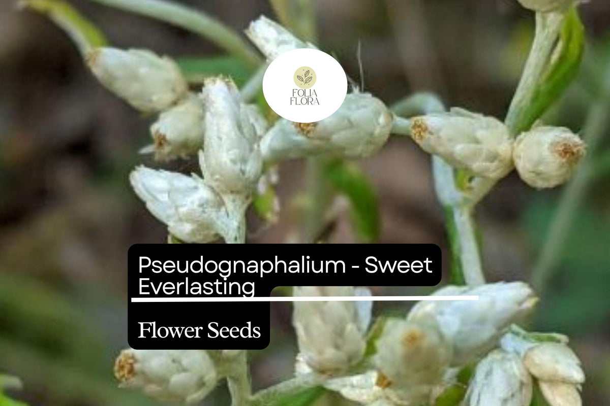 Dried Flower Pack - Sweet Everlasting (Pseudognaphalium spp.) - Fragrant, Long-Lasting Creamy White Blooms for Arrangements