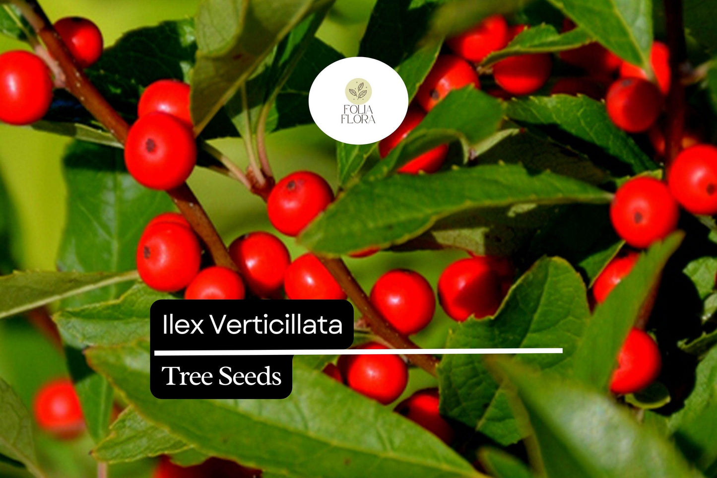 250mg Ilex Verticillata Seeds - Winterberry Holly Deciduous Shrub with Red Berries for Wildlife & Winter Garden