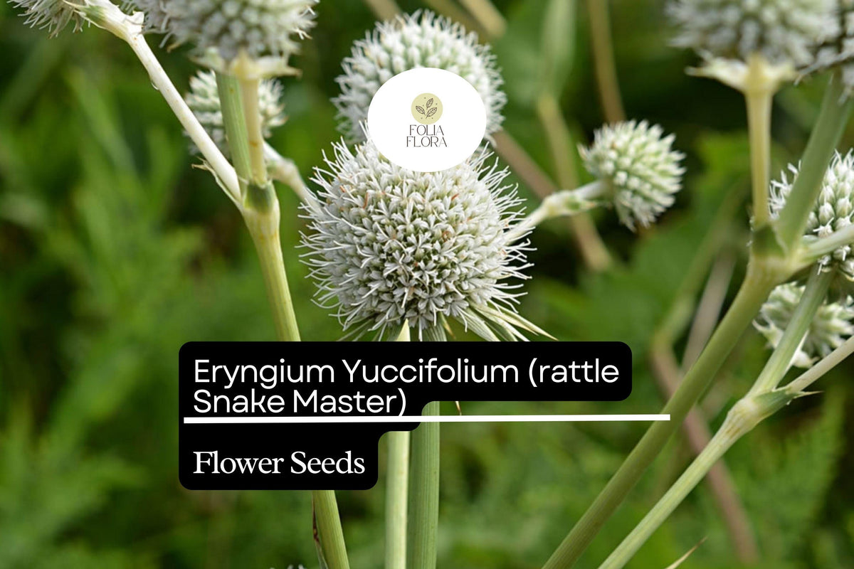 Rattlesnake Master Seeds 1g | Eryngium yuccifolium | Native Prairie Perennial, Drought Tolerant, Pollinator Friendly, Unique Foliage