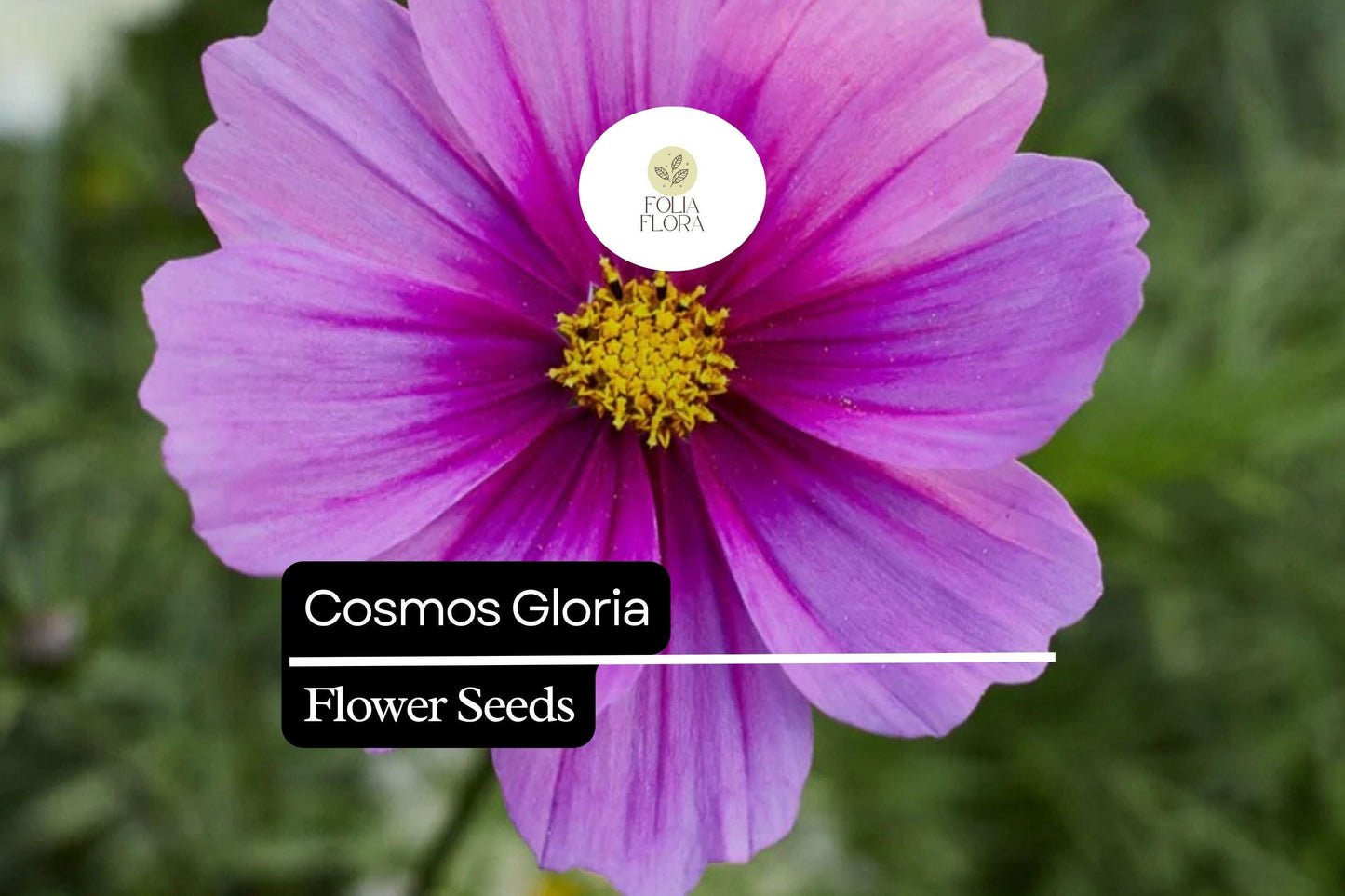 Cosmos Gloria Seeds 1g - Bright Pink, Purple & Magenta Wildflower, Pollinator-Friendly Annual, Cosmos bipinnatus