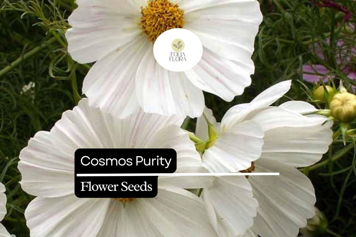 Cosmos Purity Seeds | White Pollinator-Friendly Wildflower | Cosmos bipinnatus | Drought-Tolerant Annual