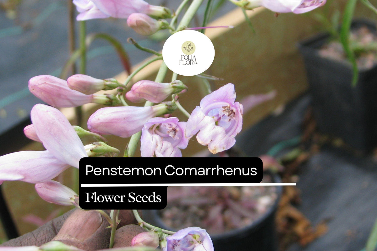 100mg Penstemon Comarrhenus Seeds | Dusty Penstemon Wildflower for Xeriscaping & Pollinator Gardens